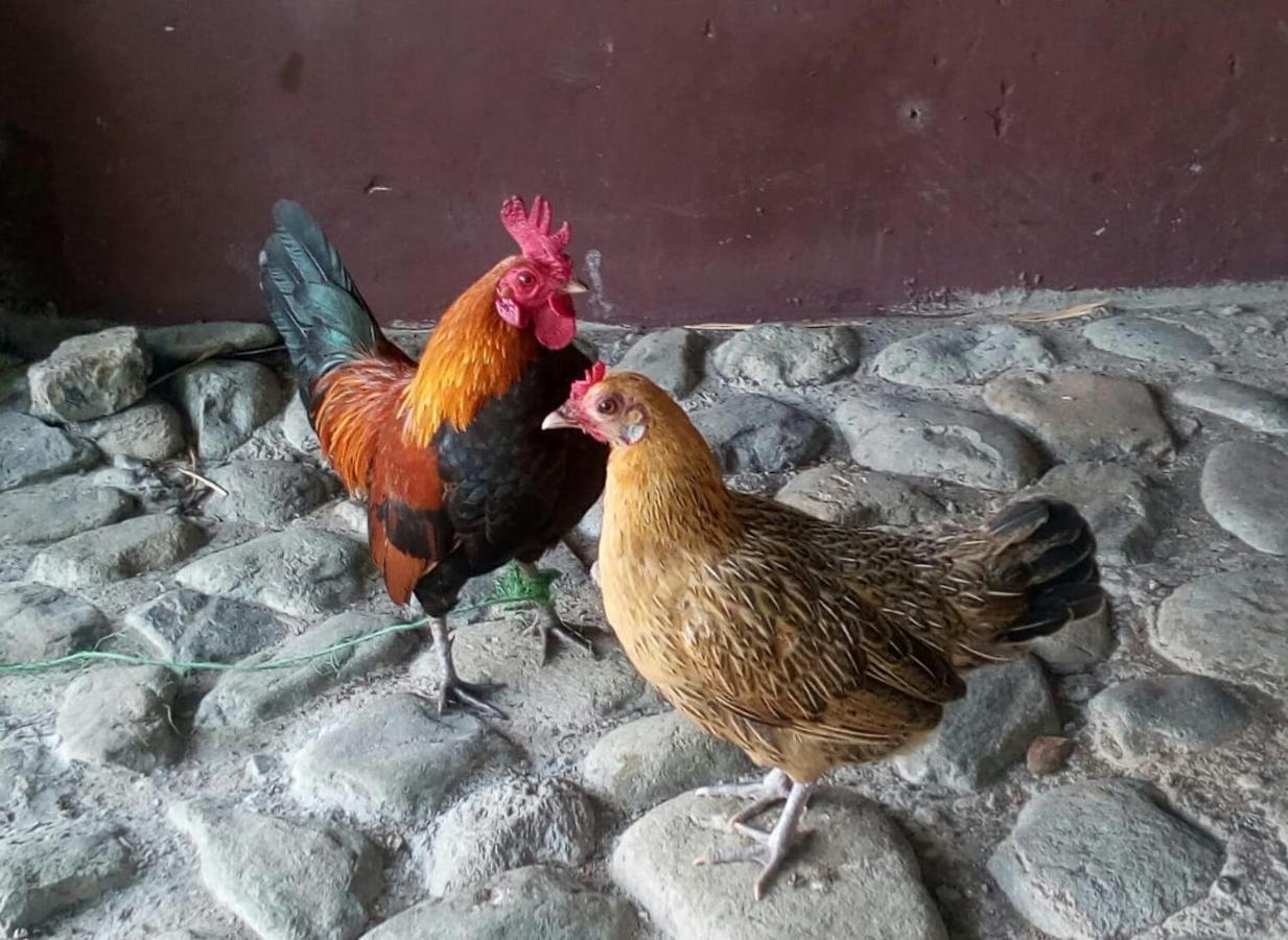 Finca Turistica Santa Clara Hostel Calarca Ngoại thất bức ảnh